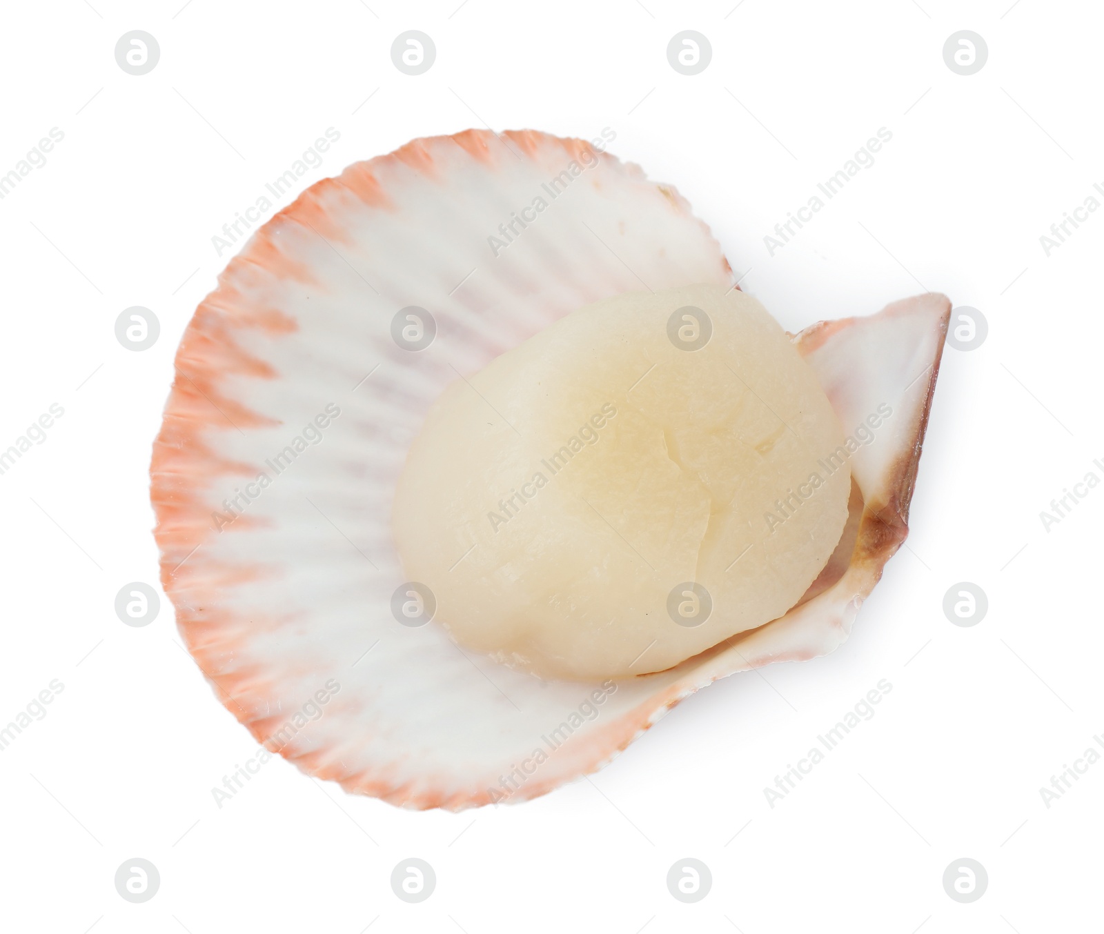 Photo of Fresh raw scallop in shell isolated on white, above view