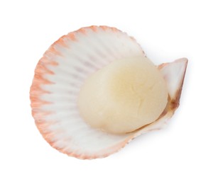 Photo of Fresh raw scallop in shell isolated on white, above view