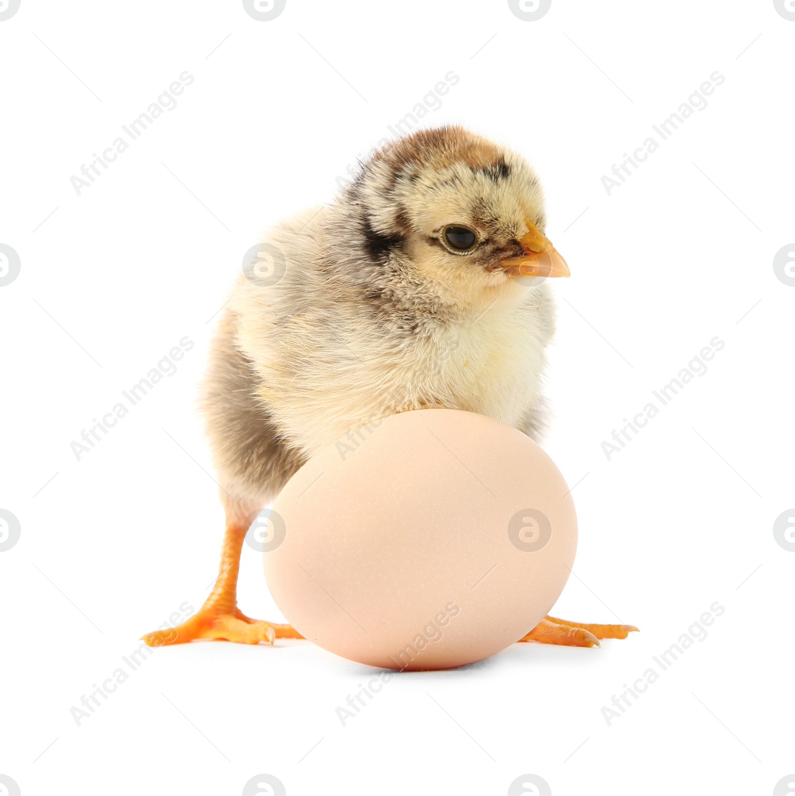 Photo of Cute chick and egg isolated on white. Baby animal