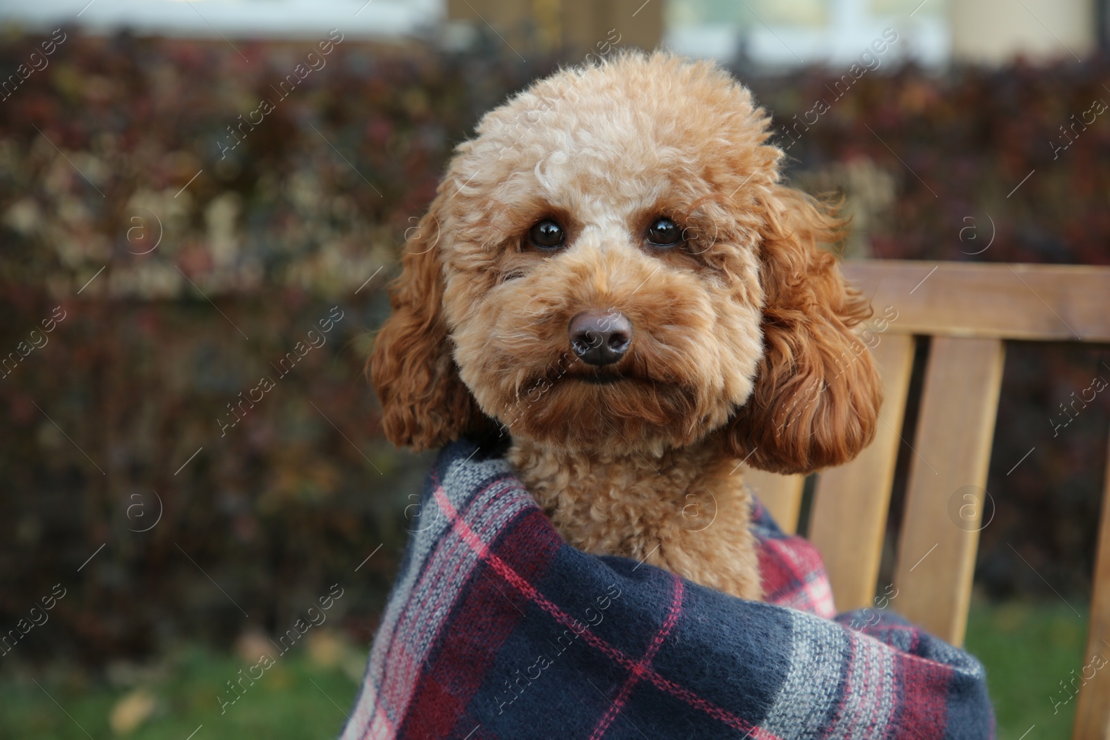 Photo of Cute fluffy dog wrapped in blanket outdoors. Space for text