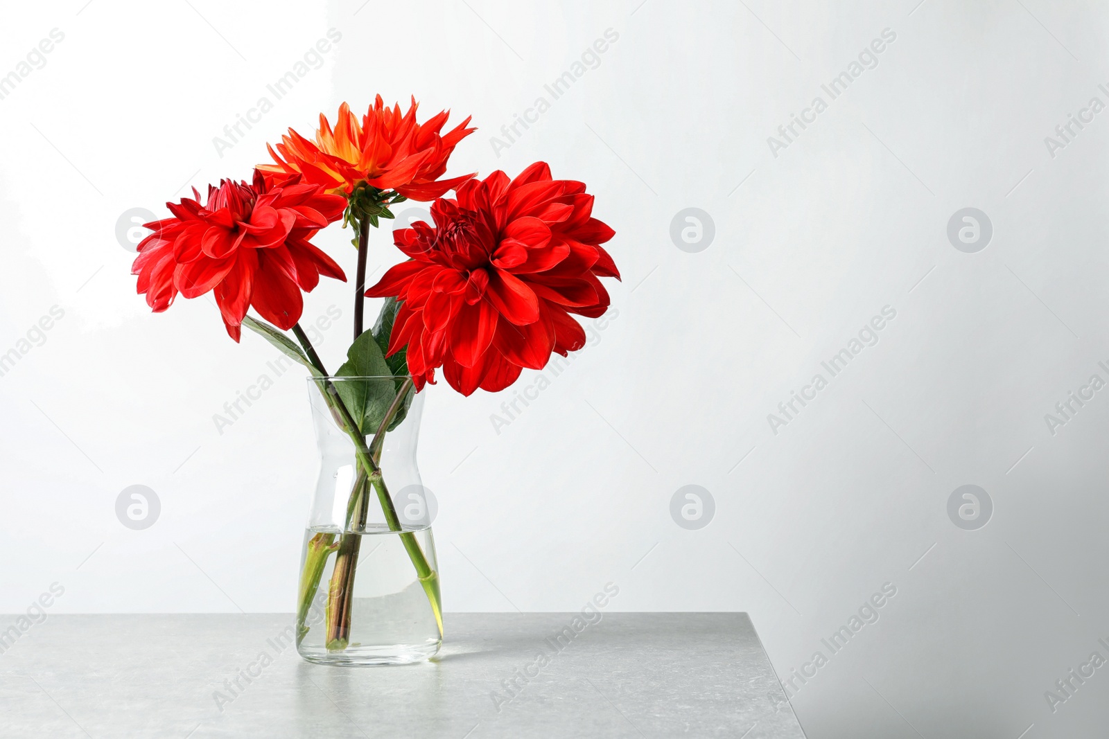 Photo of Vase with beautiful dahlia flowers on table against light background. Space for text