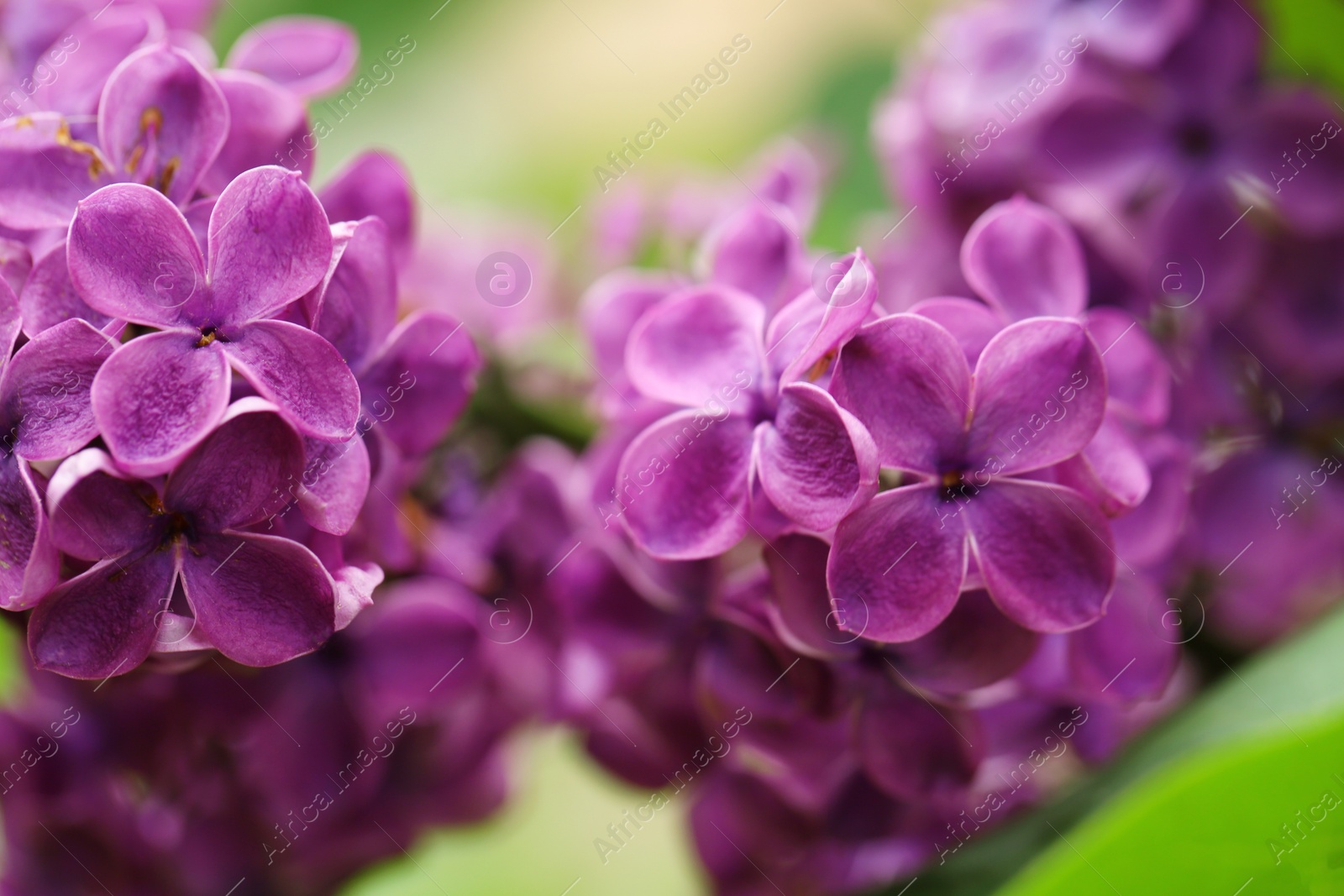 Photo of Beautiful blossoming lilac flowers on blurred background, closeup