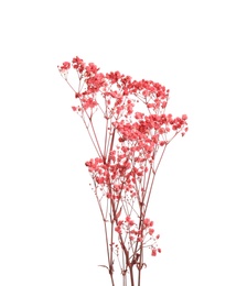 Photo of Beautiful tender dried flowers on white background.