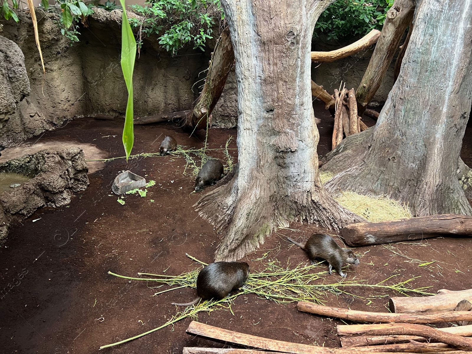 Photo of Beautiful fluffy Cuban hutias in zoo enclosure