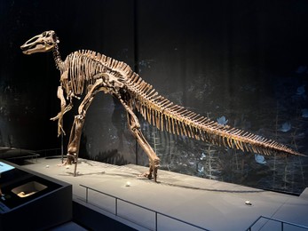 Leiden, Netherlands - June 18, 2022: Life size skeleton of Edmontosaurus in Naturalis Biodiversity Center