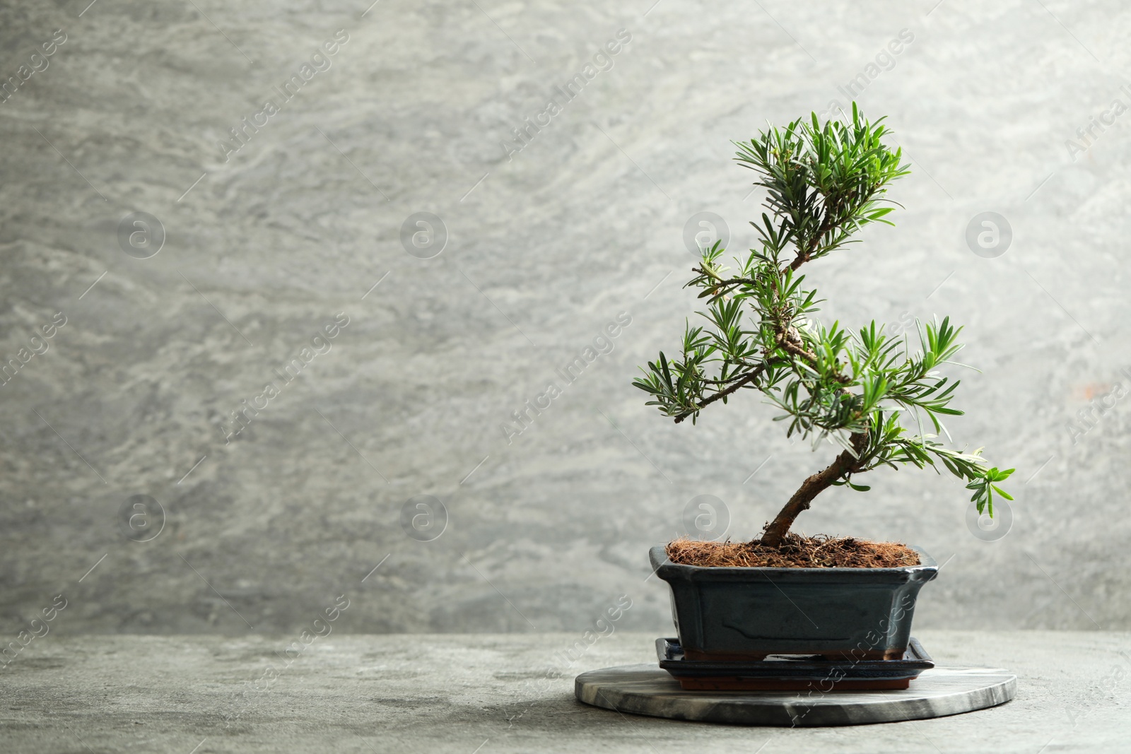 Photo of Japanese bonsai plant on grey stone table, space for text. Creating zen atmosphere at home