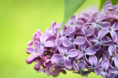 Photo of Beautiful blossoming lilac flowers on color background, closeup. Space for text