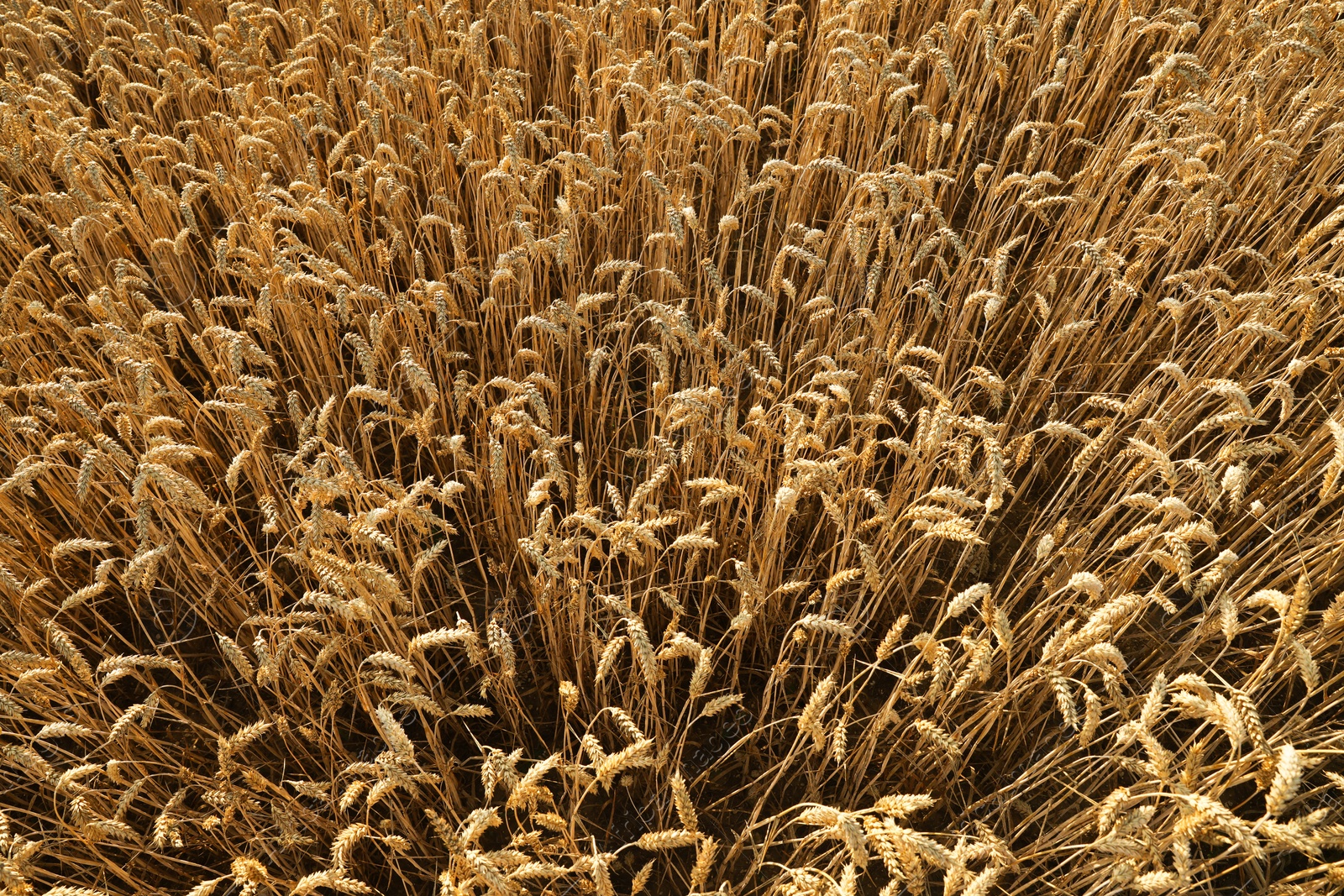 Photo of Beautiful agricultural field with ripe wheat crop, above view