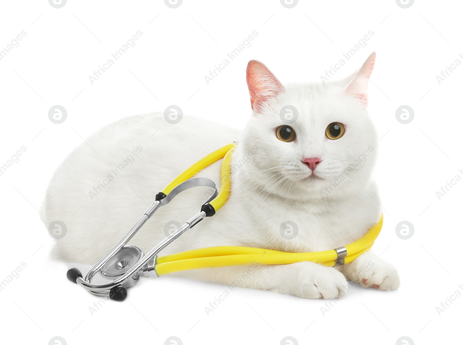 Photo of Cute cat with stethoscope as veterinarian on white background