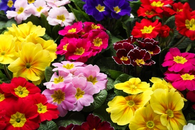 Beautiful primula (primrose) plants with colorful flowers as background, closeup. Spring blossom