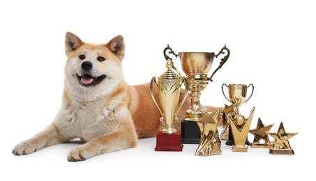 Photo of Adorable Akita Inu dog with champion trophies on white background