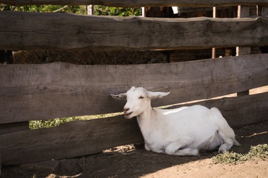 Cute domestic goat on farm. Animal husbandry
