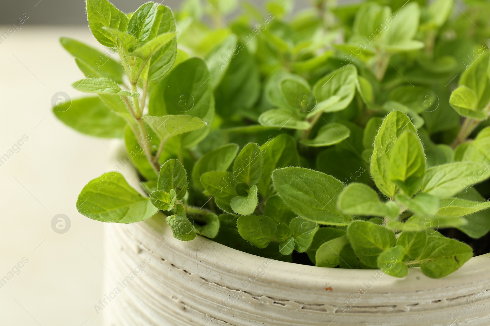 Photo of Aromatic potted oregano on light marble table, closeup