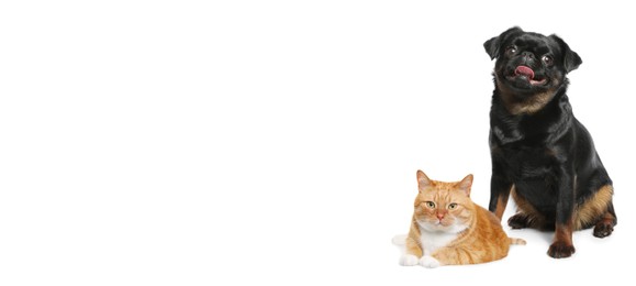 Cute cat and adorable dog on white background. Banner design with space for text