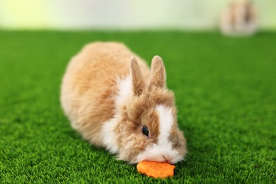 Photo of Cute little rabbit eating carrot on grass