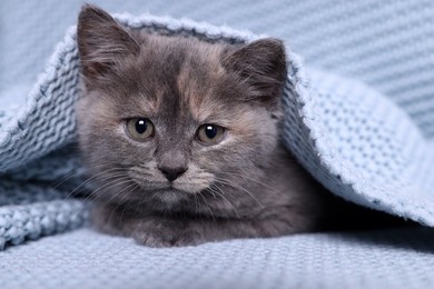 Photo of Cute fluffy kitten in light blue knitted blanket