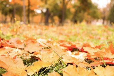 Photo of Colorful autumn leaves on green lawn in park, closeup