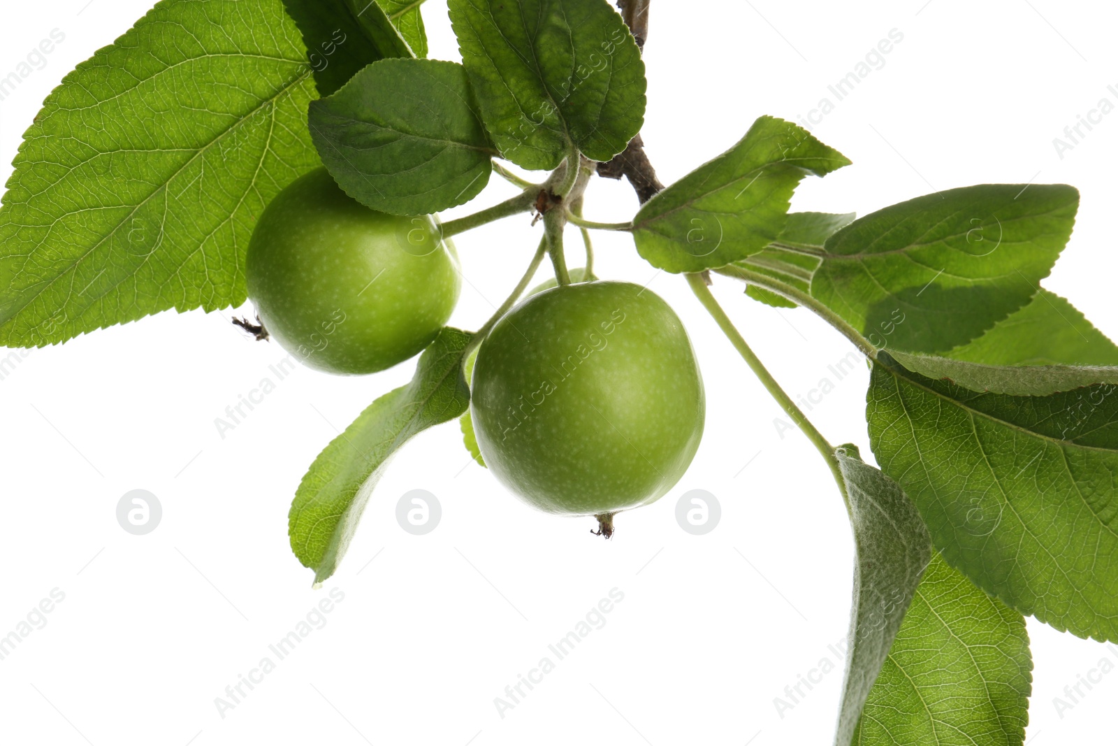 Photo of Tree branch with green apples isolated on white