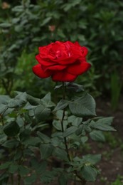 Beautiful blooming red rose growing in garden