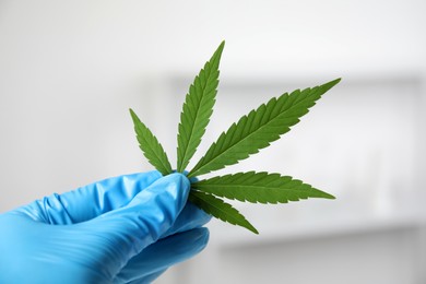 Photo of Scientist with hemp in office, closeup. Medical cannabis