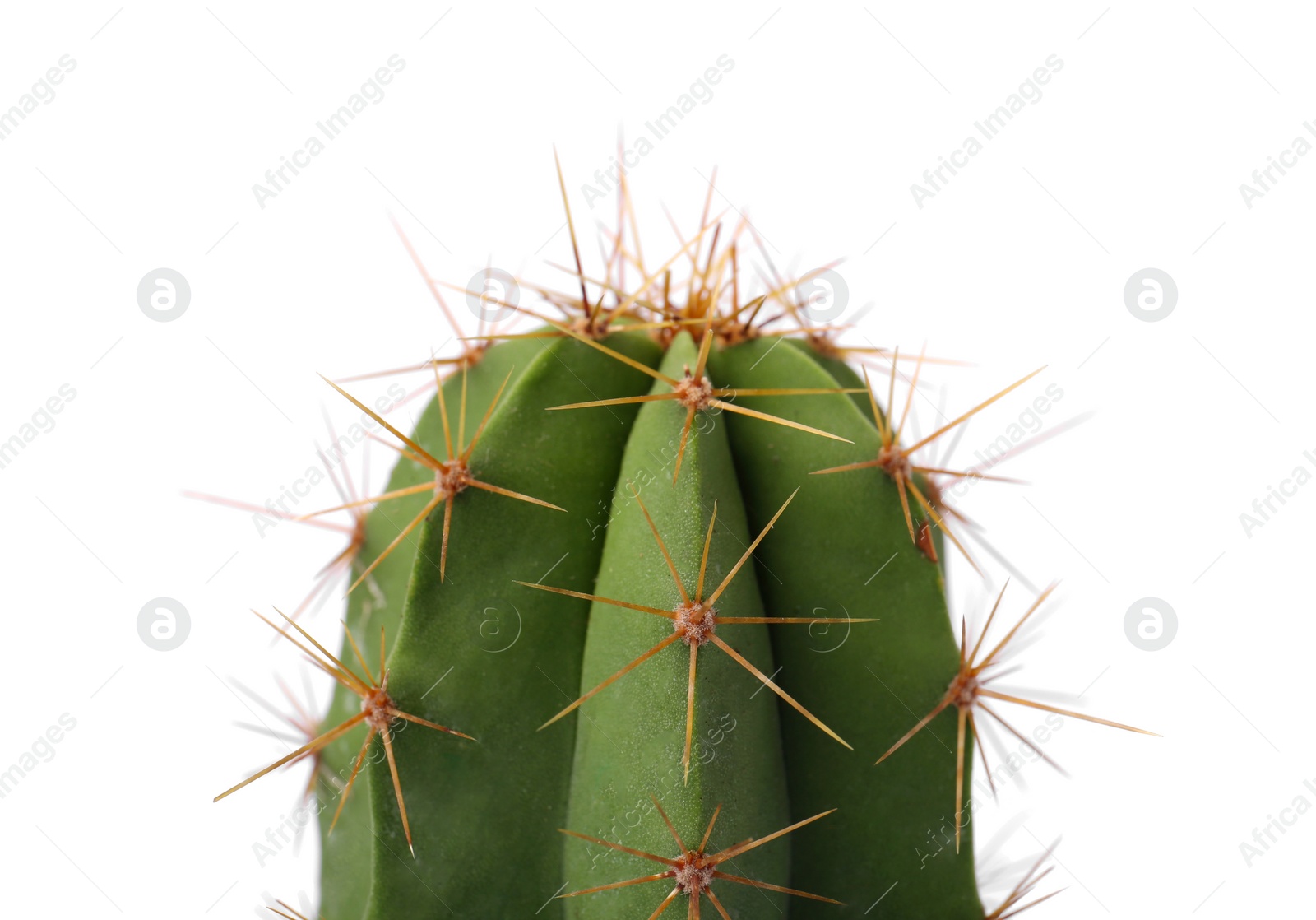 Photo of Beautiful green cactus isolated on white, closeup. Tropical plant