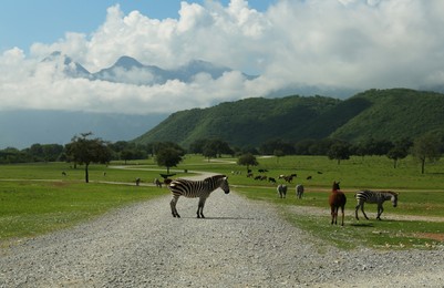 Photo of Beautiful animals near road is safari park