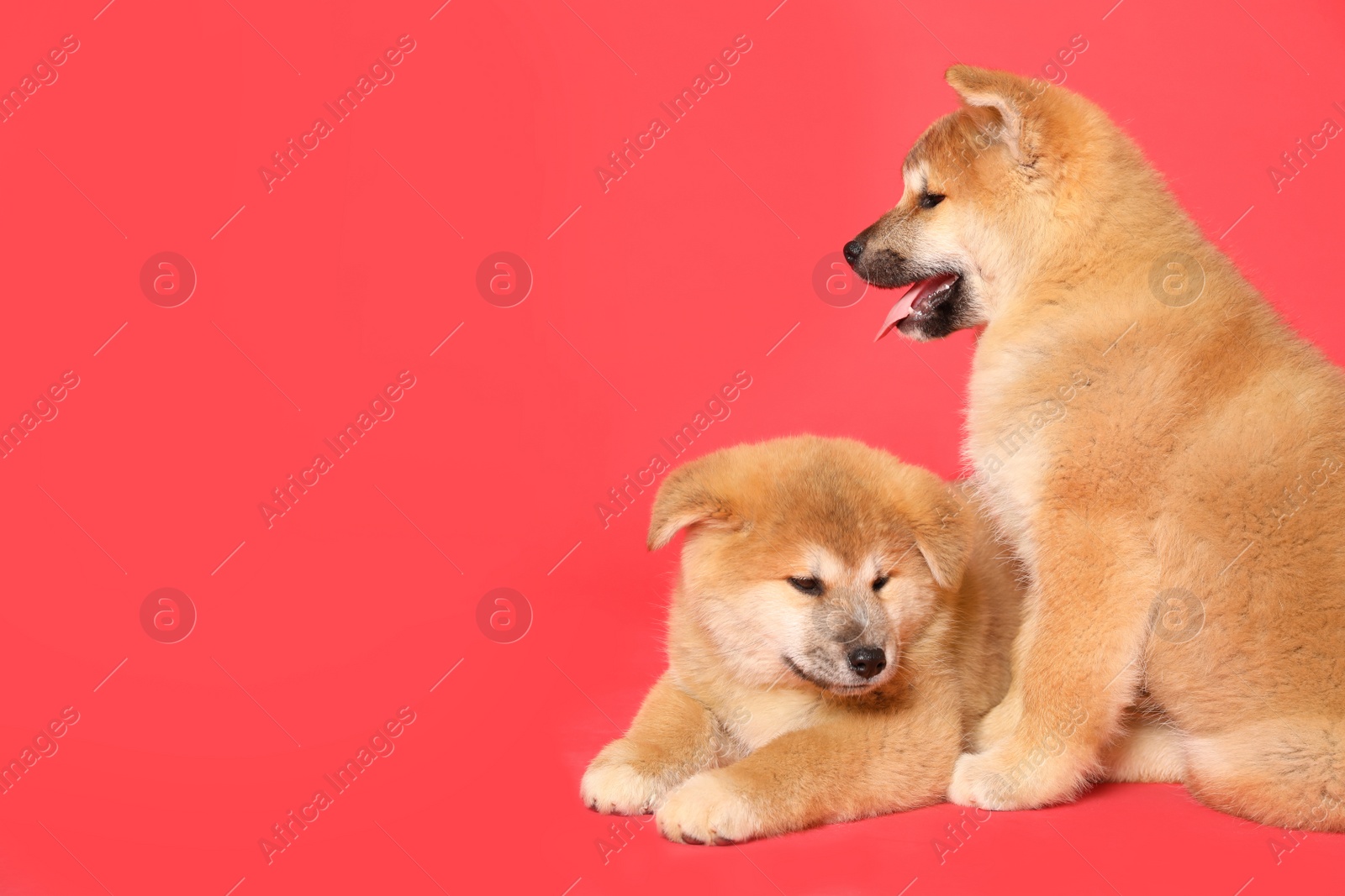 Photo of Cute Akita Inu puppies on red background, space for text. Baby animals