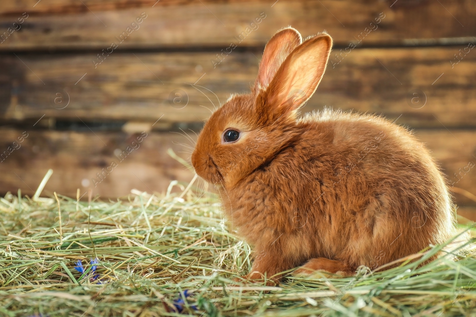 Photo of Adorable red bunny on straw against blurred background