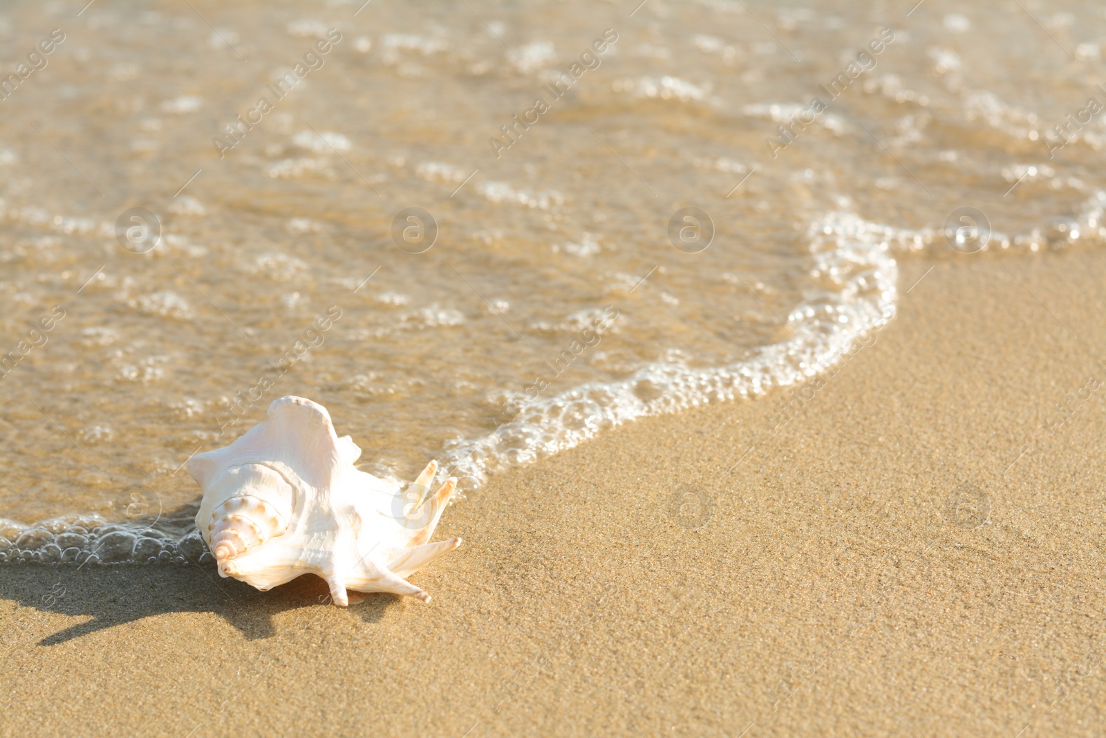 Photo of Sandy beach with beautiful shell near sea on summer day. Space for text