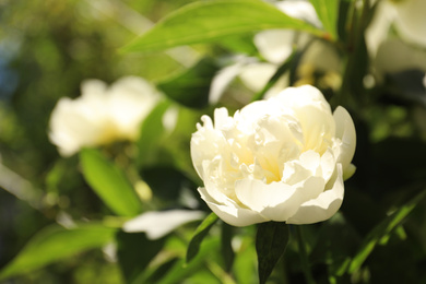 Photo of Closeup view of blooming white peony bush outdoors