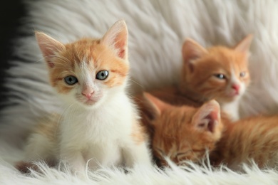 Photo of Cute little kittens on white furry blanket at home