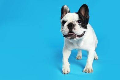 Photo of French bulldog on blue background. Space for text