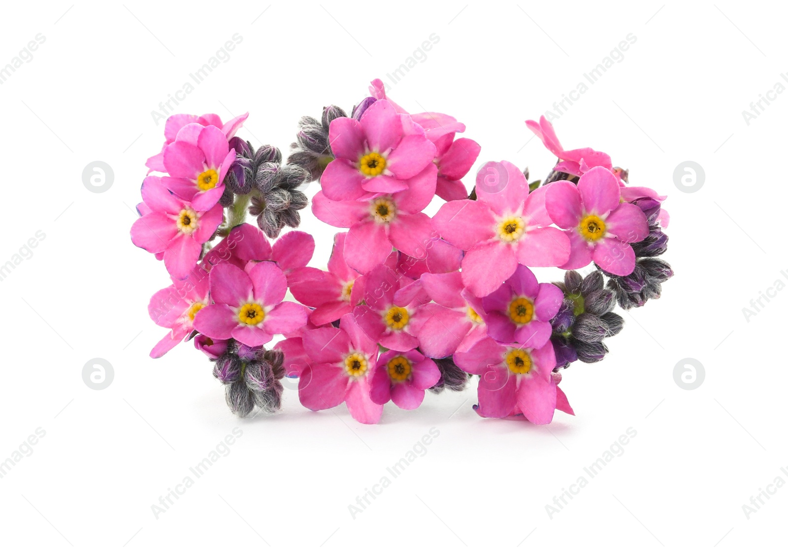 Photo of Beautiful pink Forget-me-not flowers isolated on white