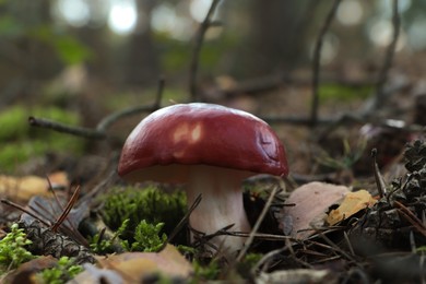 Photo of Russula mushroom growing in forest, closeup view