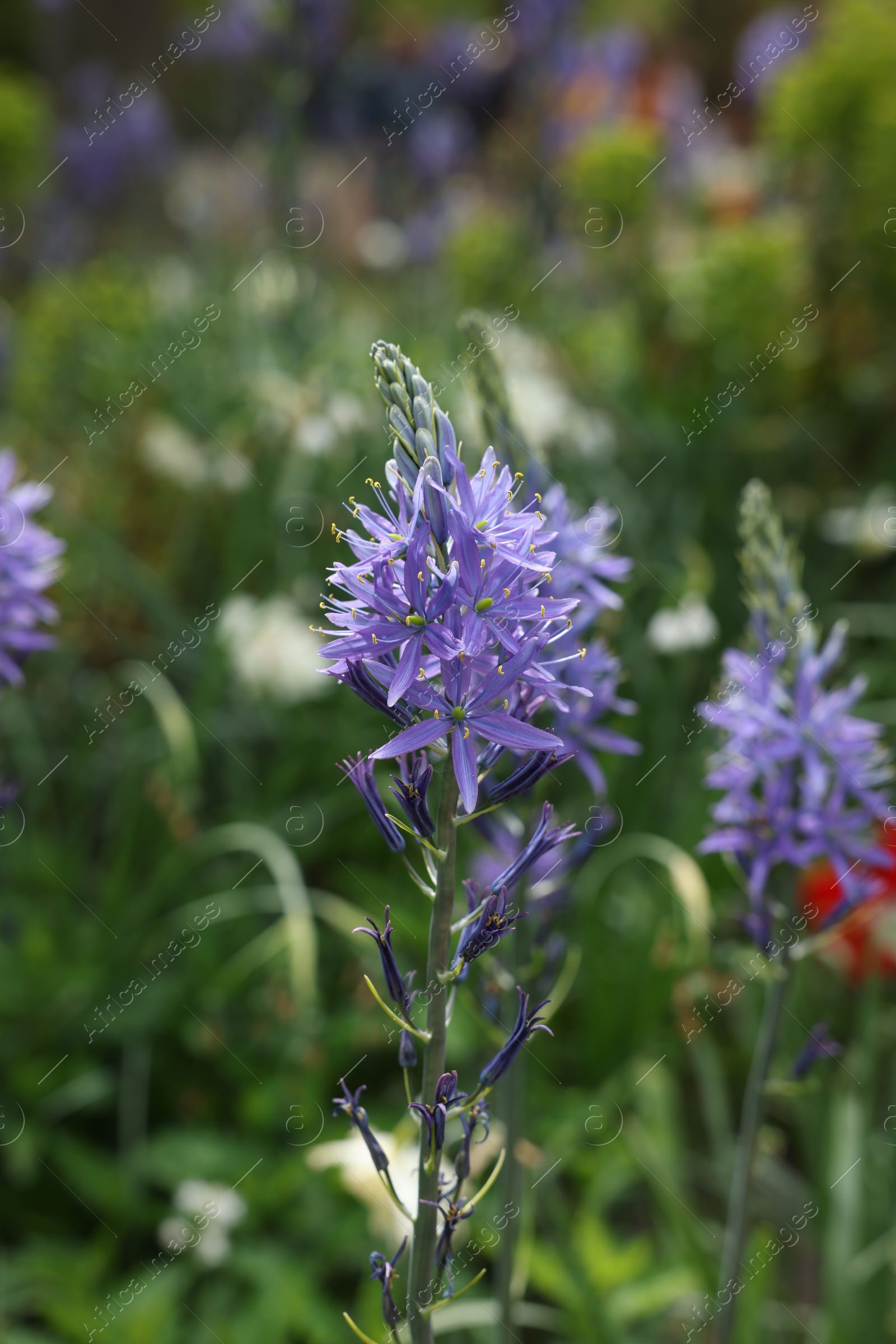 Photo of Beautiful Camassia growing outdoors, closeup. Spring season