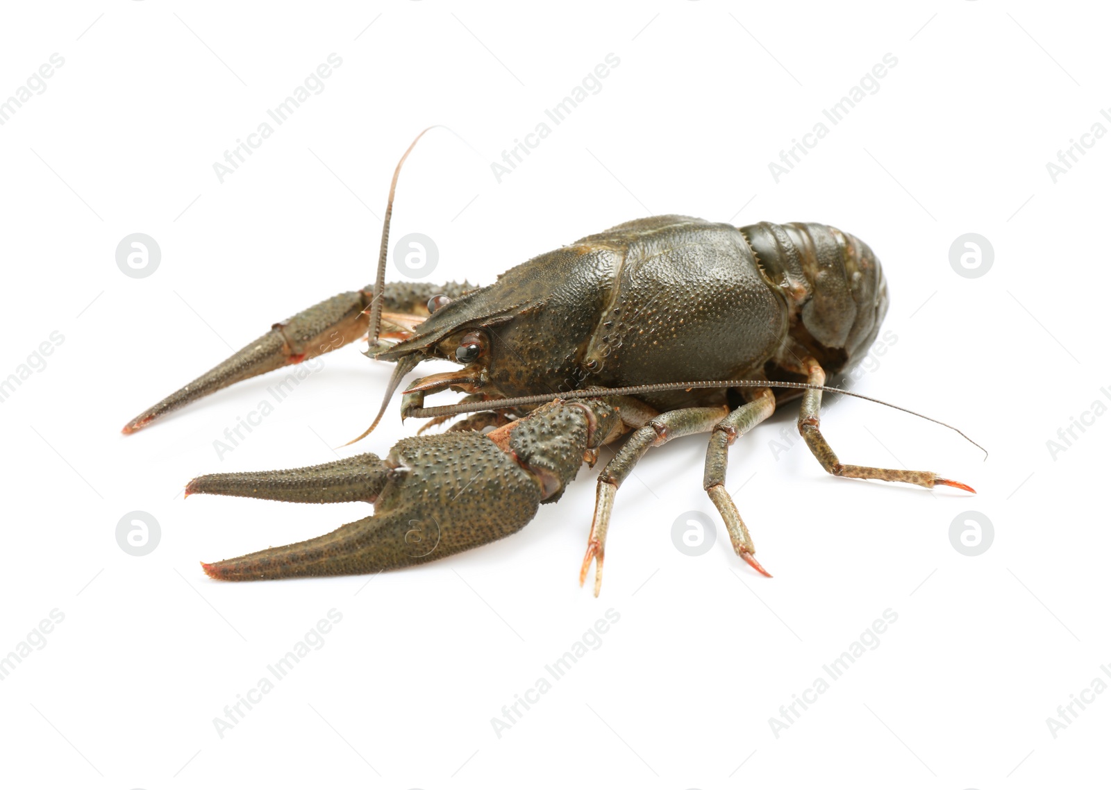 Photo of Fresh raw crayfish isolated on white. Healthy seafood