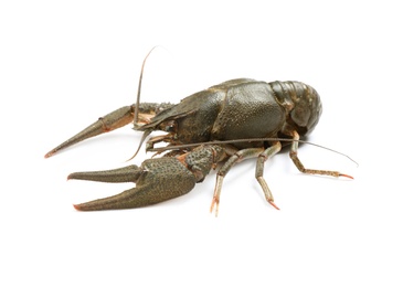 Fresh raw crayfish isolated on white. Healthy seafood