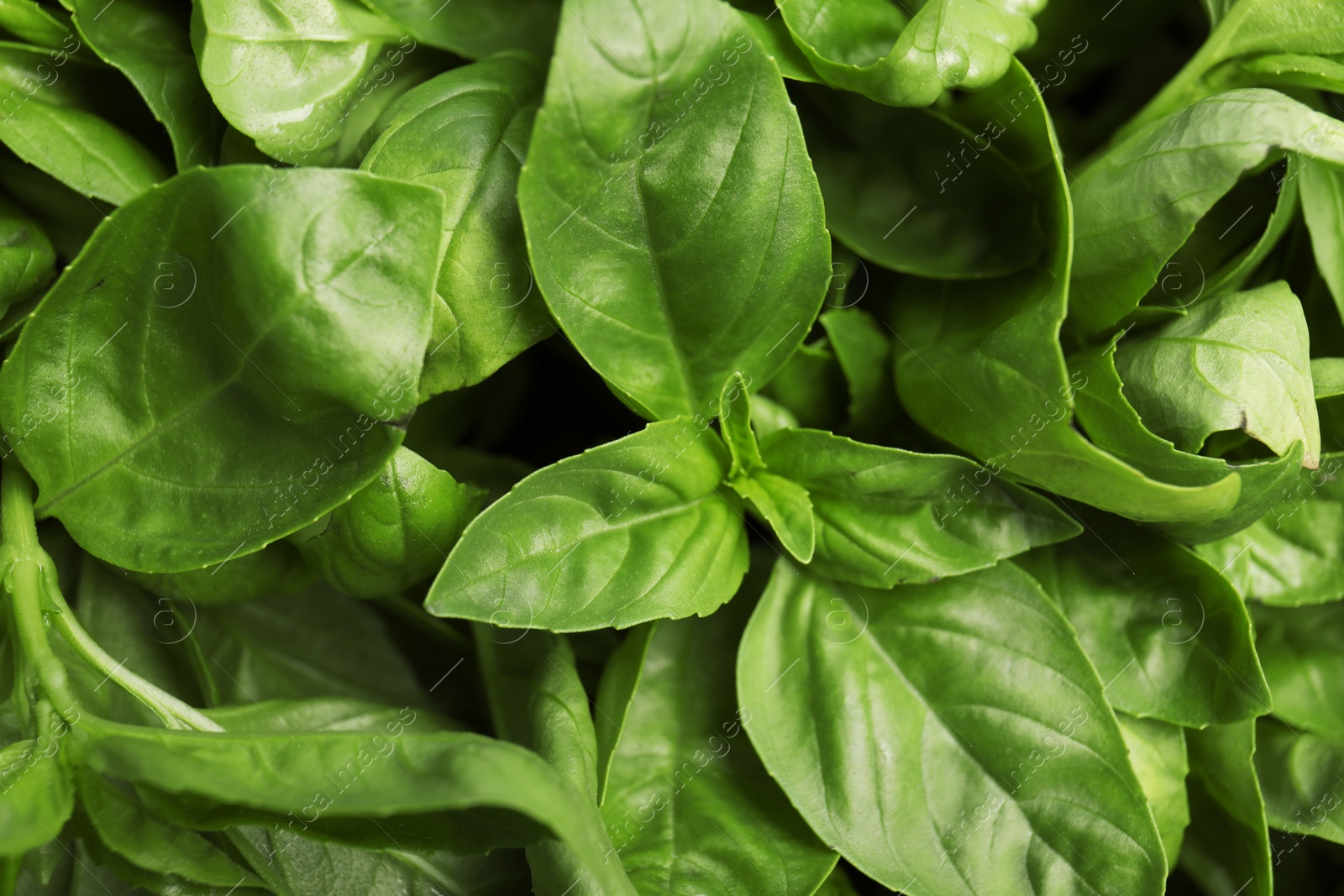 Photo of Fresh green basil leaves as background, closeup