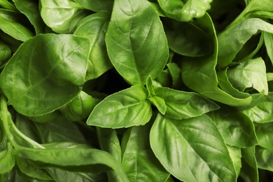 Photo of Fresh green basil leaves as background, closeup