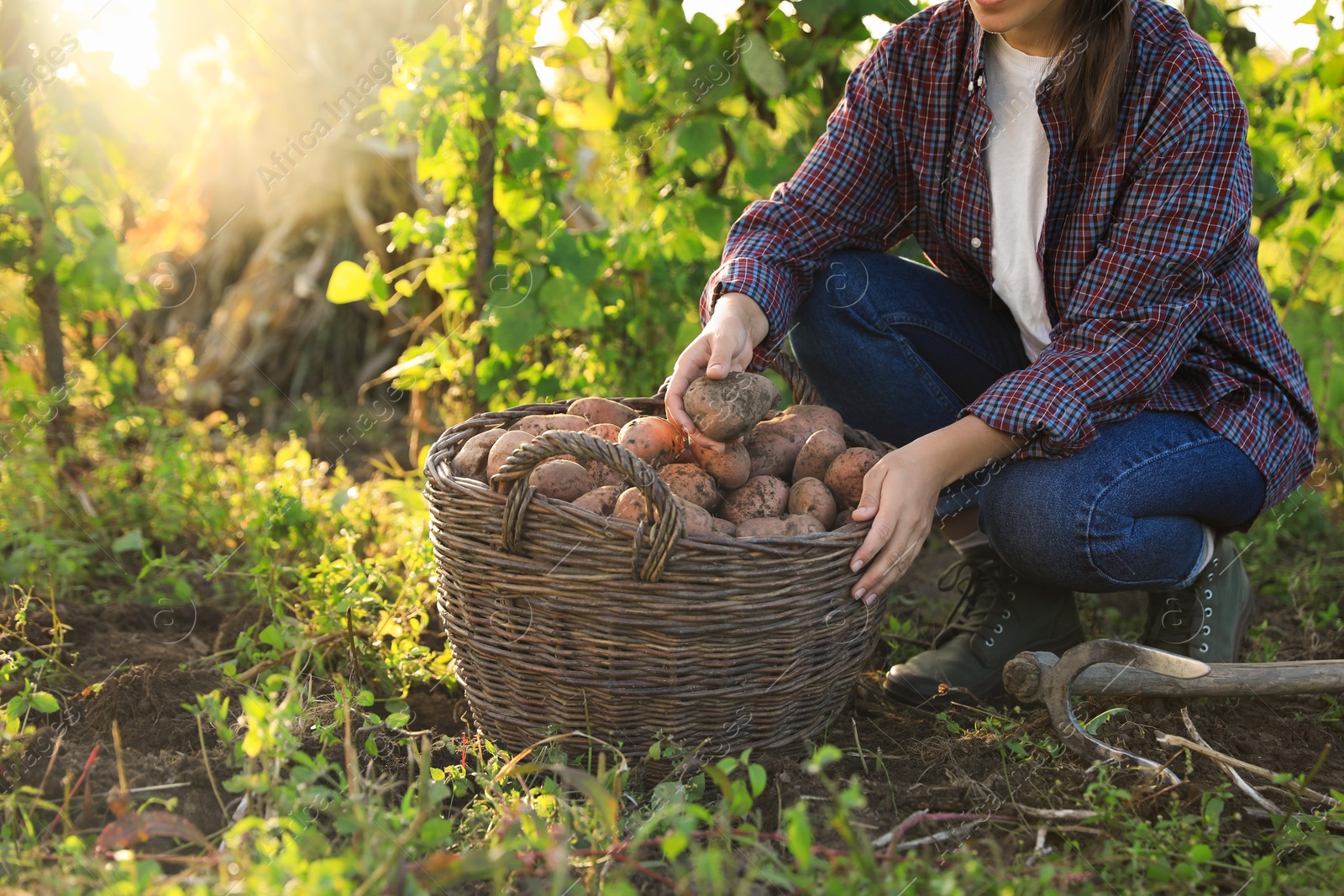 Photo of Woman harvesting fresh ripe potatoes on farm, closeup