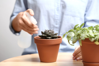 Photo of Woman spraying succulent with water at home, closeup