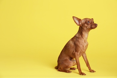 Photo of Cute toy terrier on color background, space for text. Domestic dog