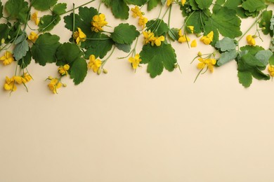 Photo of Celandine with beautiful yellow flowers on beige background, flat lay. Space for text