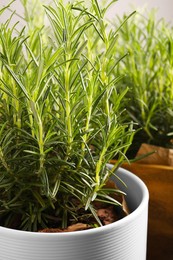Aromatic green rosemary growing in pot, closeup