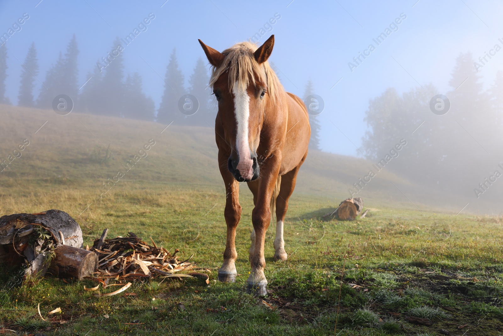 Photo of Horse grazing on pasture in misty morning. Lovely domesticated pet