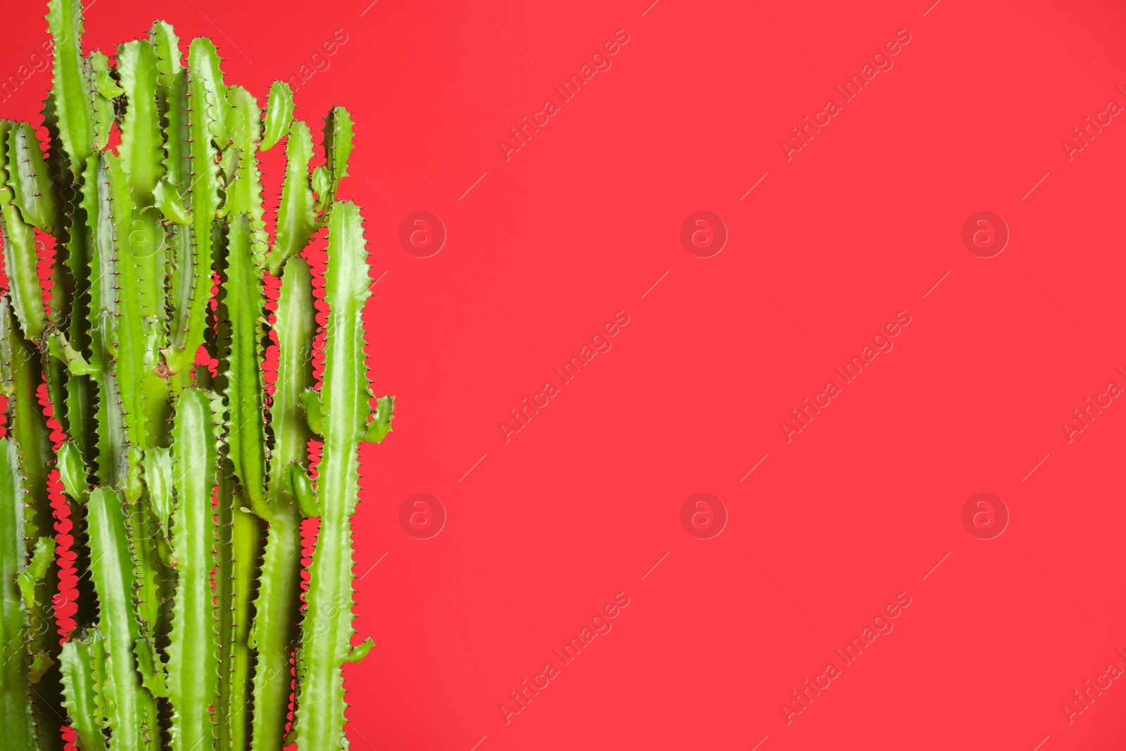 Photo of Beautiful cactus on red background, space for text. Tropical plant