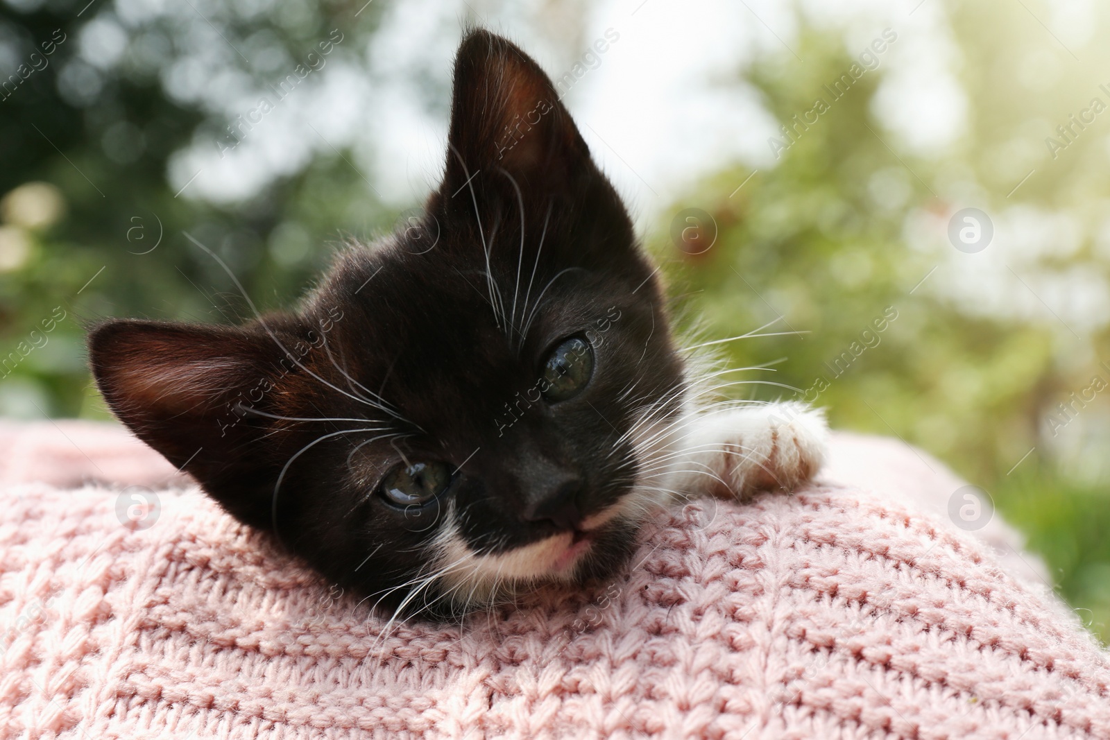 Photo of Cute cat resting on pink knitted fabric outdoors, closeup