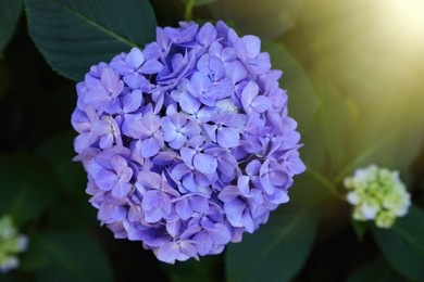 Photo of Beautiful blue hortensia flower in park, top view