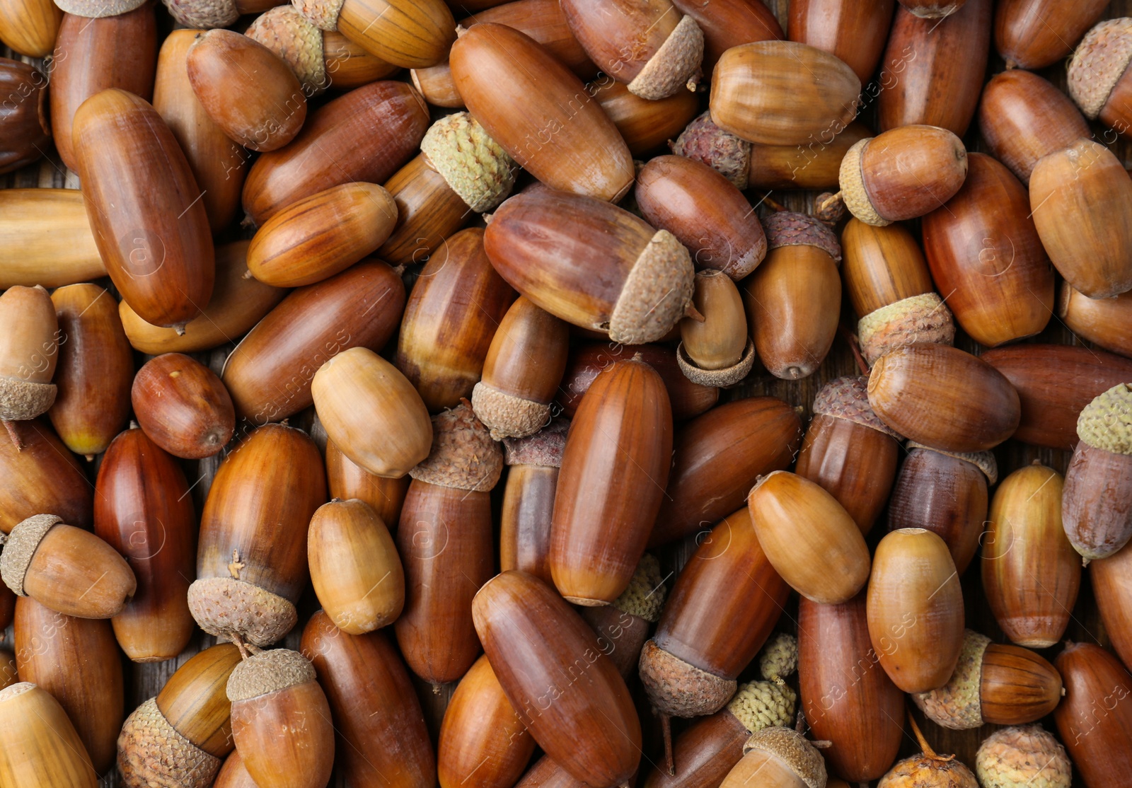 Photo of Many brown acorns as background, top view