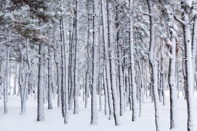 Photo of Picturesque view of beautiful forest covered with snow